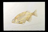 Fossil Fish (Phareodus) - Beautiful Specimen #161359-1
